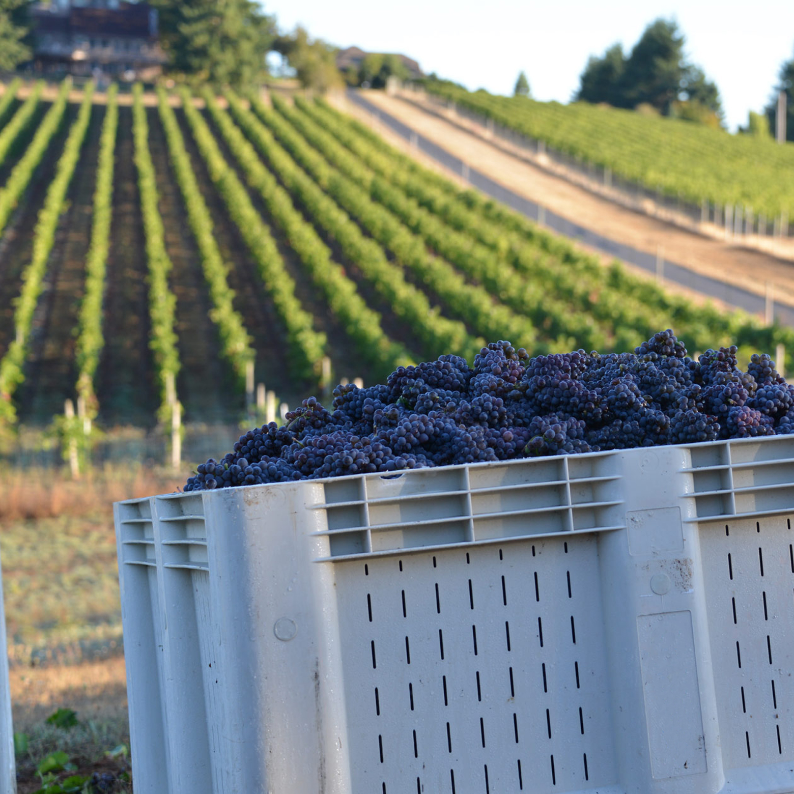 rotwein-online-bestellen-kaufen